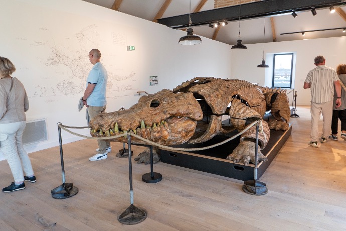 La mue du crocodile des animaux de la place, de la Roche sur Yon.