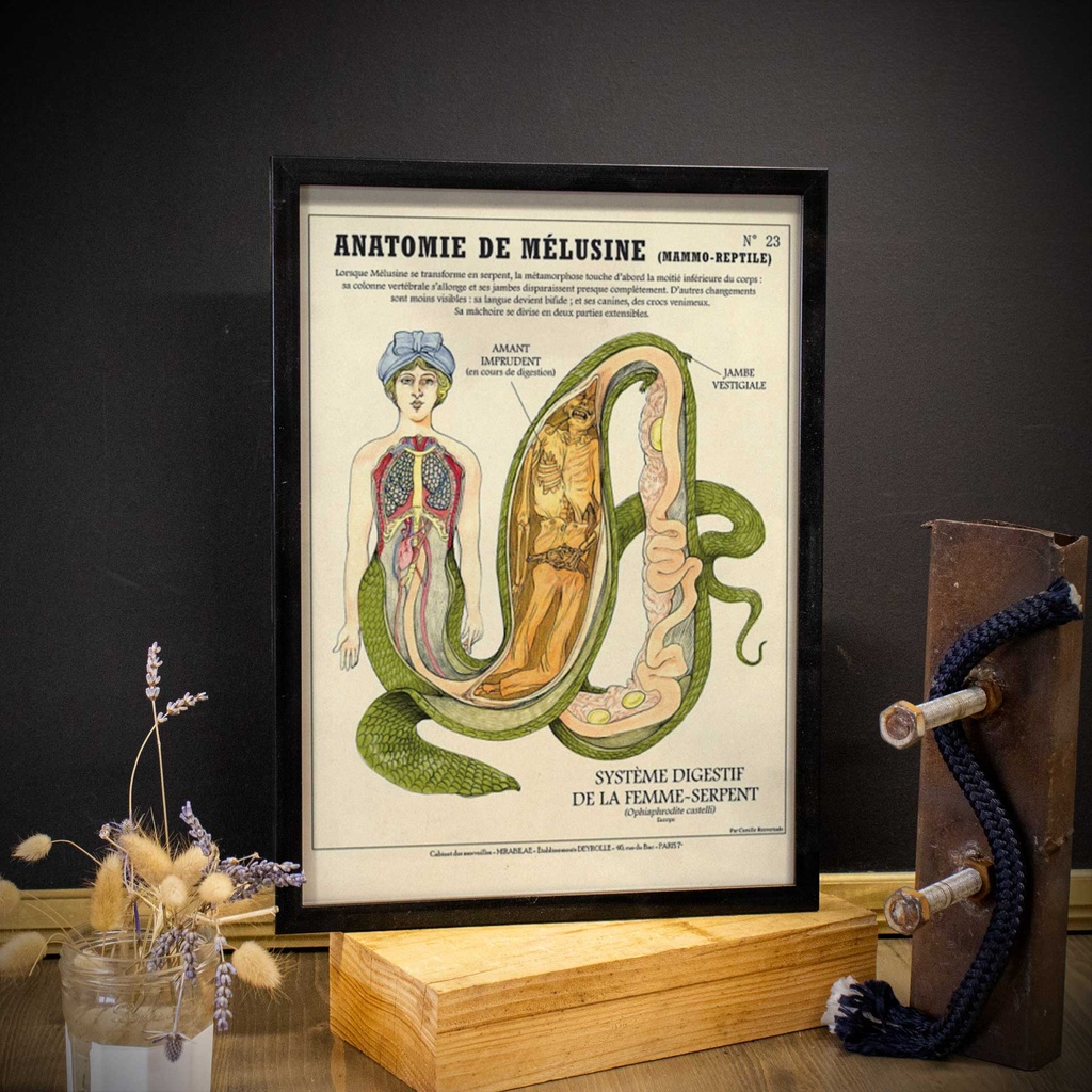 Affiche anatomie de Mélusine
